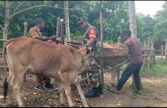 Perkuat Ketahanan Pangan, Babinsa Koramil 02/Sukakarya Dampingi Program Peternakan