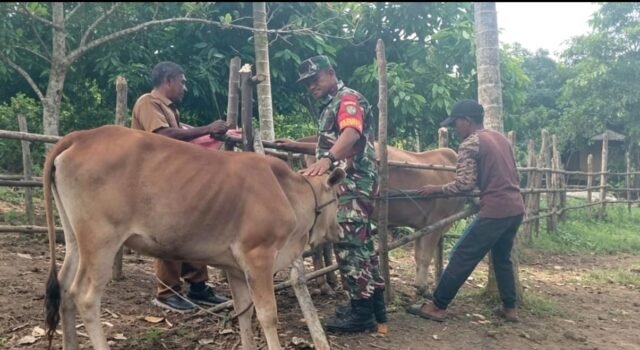 Perkuat Ketahanan Pangan, Babinsa Koramil 02/Sukakarya Dampingi Program Peternakan