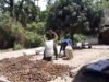 Babinsa Keuneukai Hadir dengan Aksi Nyata, Bantu Warga Tingkatkan Nilai Hasil Panen Pinang
