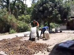 Babinsa Keuneukai Hadir dengan Aksi Nyata, Bantu Warga Tingkatkan Nilai Hasil Panen Pinang