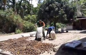 Babinsa Keuneukai Hadir dengan Aksi Nyata, Bantu Warga Tingkatkan Nilai Hasil Panen Pinang