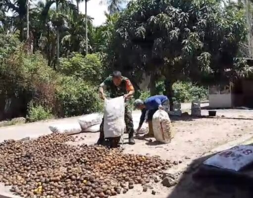 Babinsa Keuneukai Hadir dengan Aksi Nyata, Bantu Warga Tingkatkan Nilai Hasil Panen Pinang