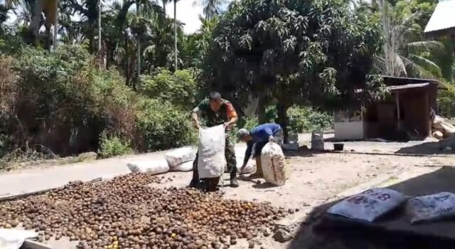 Babinsa Keuneukai Hadir dengan Aksi Nyata, Bantu Warga Tingkatkan Nilai Hasil Panen Pinang