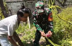 Turun Langsung ke Lahan, Babinsa Kuta Timu Dampingi Pembudidaya Buah Naga Warga
