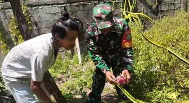 Turun Langsung ke Lahan, Babinsa Kuta Timu Dampingi Pembudidaya Buah Naga Warga