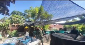 Gampong Kuta Ateuh Kembangkan Budidaya Lele, Babinsa Turun Langsung Memantau