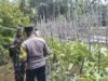 Dukung Pertanian Warga, Babinsa Paya Seunara Bersama Bhabinkamtibmas Ikut Bantu Panen Terong