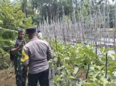 Dukung Pertanian Warga, Babinsa Paya Seunara Bersama Bhabinkamtibmas Ikut Bantu Panen Terong