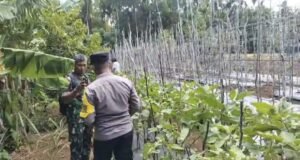 Dukung Pertanian Warga, Babinsa Paya Seunara Bersama Bhabinkamtibmas Ikut Bantu Panen Terong