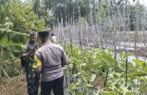Dukung Pertanian Warga, Babinsa Paya Seunara Bersama Bhabinkamtibmas Ikut Bantu Panen Terong