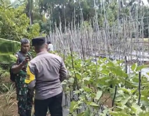 Dukung Pertanian Warga, Babinsa Paya Seunara Bersama Bhabinkamtibmas Ikut Bantu Panen Terong