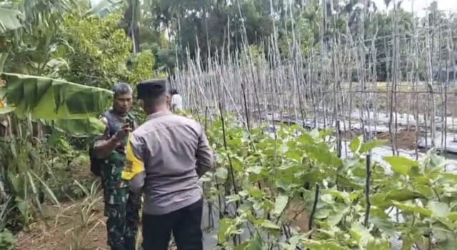 Dukung Pertanian Warga, Babinsa Paya Seunara Bersama Bhabinkamtibmas Ikut Bantu Panen Terong
