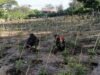 Babinsa Kuta Barat Turun Langsung Bantu Petani Cabai, Perkuat Ketahanan Pangan dan Ekonomi Warga