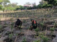 Babinsa Kuta Barat Turun Langsung Bantu Petani Cabai, Perkuat Ketahanan Pangan dan Ekonomi Warga