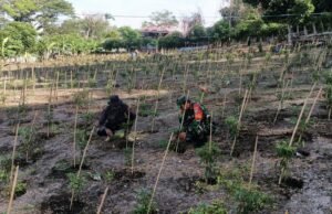 Babinsa Kuta Barat Turun Langsung Bantu Petani Cabai, Perkuat Ketahanan Pangan dan Ekonomi Warga
