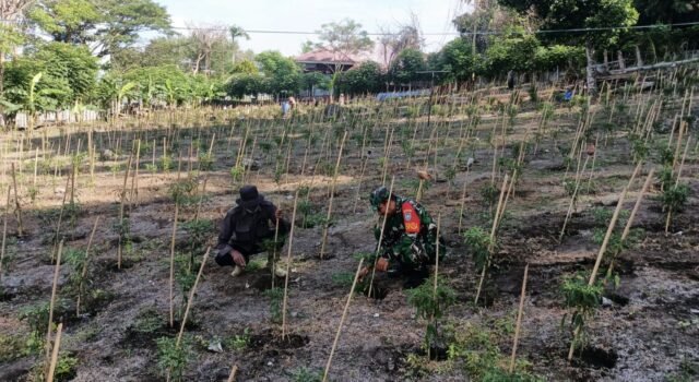 Babinsa Kuta Barat Turun Langsung Bantu Petani Cabai, Perkuat Ketahanan Pangan dan Ekonomi Warga
