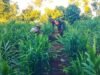 Manfaatkan Lahan Produktif, Babinsa Krueng Raya Dampingi Petani Tanam Jahe