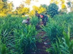 Manfaatkan Lahan Produktif, Babinsa Krueng Raya Dampingi Petani Tanam Jahe