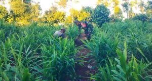 Manfaatkan Lahan Produktif, Babinsa Krueng Raya Dampingi Petani Tanam Jahe