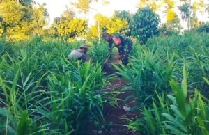 Manfaatkan Lahan Produktif, Babinsa Krueng Raya Dampingi Petani Tanam Jahe