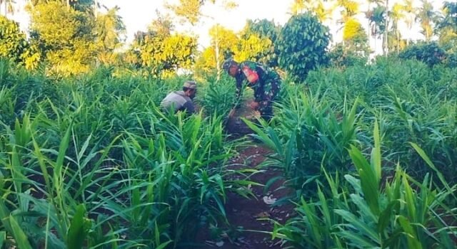 Manfaatkan Lahan Produktif, Babinsa Krueng Raya Dampingi Petani Tanam Jahe