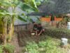 Dukung Ketahanan Pangan, Babinsa Kuta Ateuh Bantu Warga Budidaya Sayuran