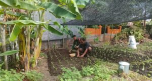 Dukung Ketahanan Pangan, Babinsa Kuta Ateuh Bantu Warga Budidaya Sayuran
