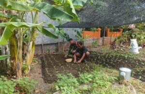 Dukung Ketahanan Pangan, Babinsa Kuta Ateuh Bantu Warga Budidaya Sayuran
