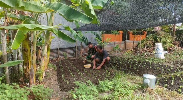 Dukung Ketahanan Pangan, Babinsa Kuta Ateuh Bantu Warga Budidaya Sayuran