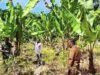 Sinergi Aparat dan Pemangku Wilayah, Babinsa Paya Dampingi Petani Pisang