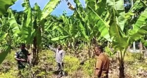 Sinergi Aparat dan Pemangku Wilayah, Babinsa Paya Dampingi Petani Pisang
