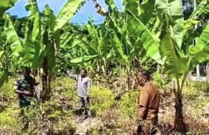 Sinergi Aparat dan Pemangku Wilayah, Babinsa Paya Dampingi Petani Pisang