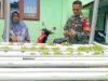 Babinsa Aneuk Laot Dampingi Budidaya Selada Hidroponik, Perkuat Ketahanan Pangan Wilayah