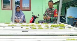 Babinsa Aneuk Laot Dampingi Budidaya Selada Hidroponik, Perkuat Ketahanan Pangan Wilayah