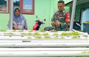 Babinsa Aneuk Laot Dampingi Budidaya Selada Hidroponik, Perkuat Ketahanan Pangan Wilayah