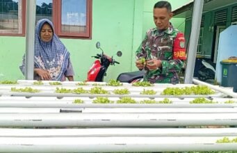 Babinsa Aneuk Laot Dampingi Budidaya Selada Hidroponik, Perkuat Ketahanan Pangan Wilayah