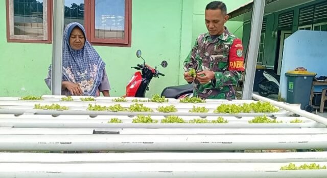 Babinsa Aneuk Laot Dampingi Budidaya Selada Hidroponik, Perkuat Ketahanan Pangan Wilayah