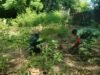 Bersihkan Lahan Perkebunan, Babinsa Kuta Barat Tekankan Pentingnya Ketahanan Pangan
