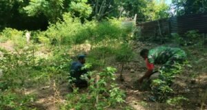 Bersihkan Lahan Perkebunan, Babinsa Kuta Barat Tekankan Pentingnya Ketahanan Pangan