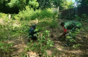 Bersihkan Lahan Perkebunan, Babinsa Kuta Barat Tekankan Pentingnya Ketahanan Pangan