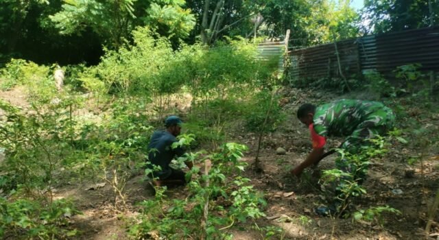 Bersihkan Lahan Perkebunan, Babinsa Kuta Barat Tekankan Pentingnya Ketahanan Pangan