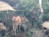 Babinsa Krueng Raya Dampingi Peternak Sapi, Perkuat Ketahanan Pangan Sektor Peternakan