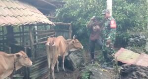 Babinsa Krueng Raya Dampingi Peternak Sapi, Perkuat Ketahanan Pangan Sektor Peternakan