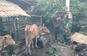 Babinsa Krueng Raya Dampingi Peternak Sapi, Perkuat Ketahanan Pangan Sektor Peternakan