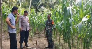 Cegah Serangan Hama, Babinsa Beurawang Berikan Arahan Teknis kepada Petani