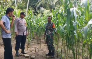 Cegah Serangan Hama, Babinsa Beurawang Berikan Arahan Teknis kepada Petani