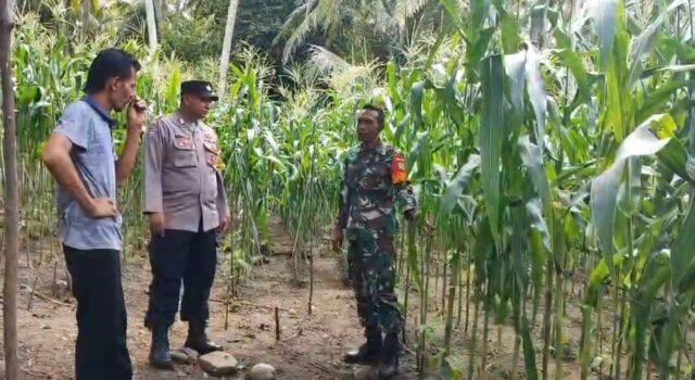 Cegah Serangan Hama, Babinsa Beurawang Berikan Arahan Teknis kepada Petani