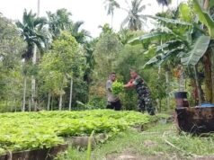 Wujudkan Ketahanan Pangan, Babinsa Selalu Hadir Dukung Kegiatan Pertanian