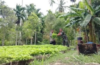 Wujudkan Ketahanan Pangan, Babinsa Selalu Hadir Dukung Kegiatan Pertanian