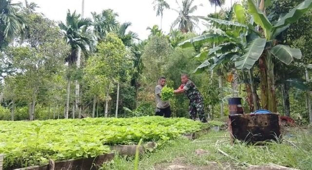 Wujudkan Ketahanan Pangan, Babinsa Selalu Hadir Dukung Kegiatan Pertanian